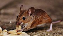 24 Hour & Emergency Exterminators in Barry Square, CT